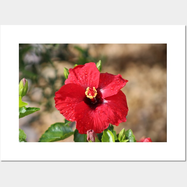 Red Hibiscus After the Rain Wall Art by ButterflyInTheAttic